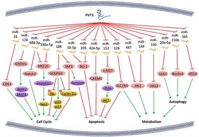 PVT1 Promotes Cancer Progression via MicroRNAs